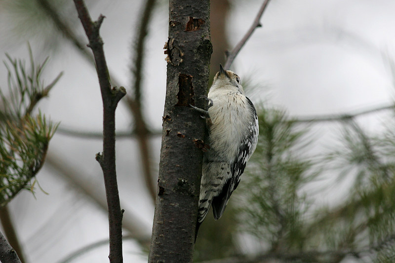 Pikkutikka