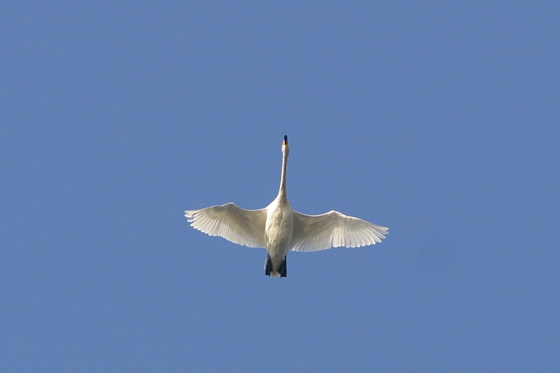 Laulujoutsen