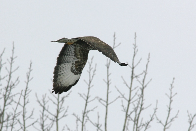 Hiirihaukka